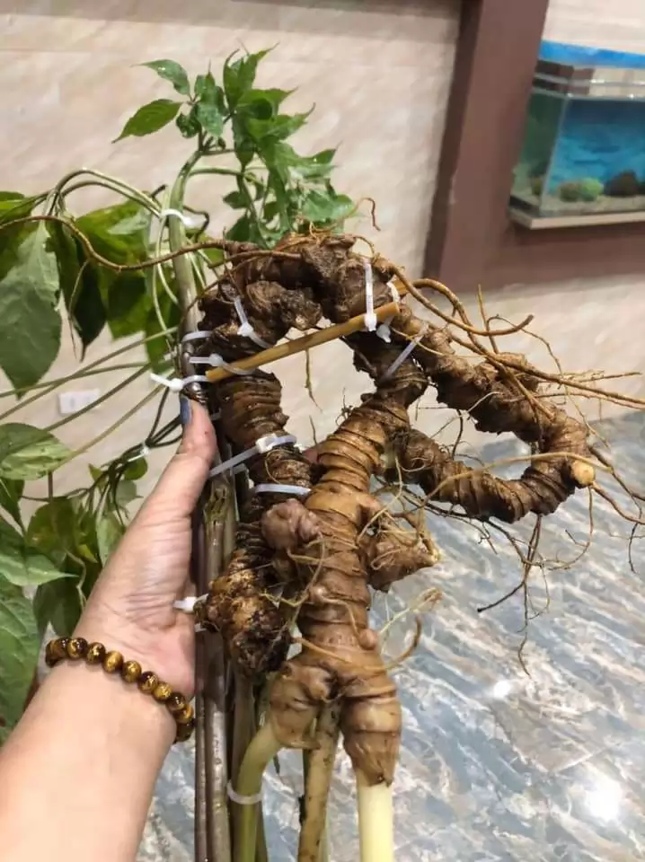 HOẠT CHẤT MR2 TRONG SÂM NGỌC LINH CÓ KHẢ NĂNG TIÊU DIỆT VÀ NGĂN NGỪA CÁC TẾ BÀO UNG THƯ