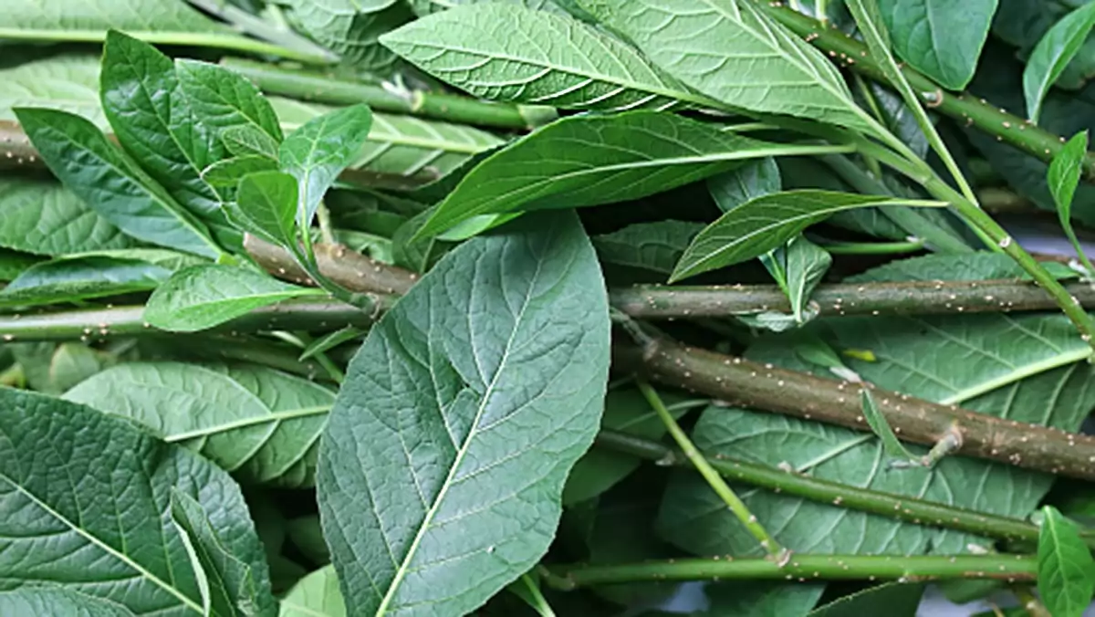 Cây mật gấu