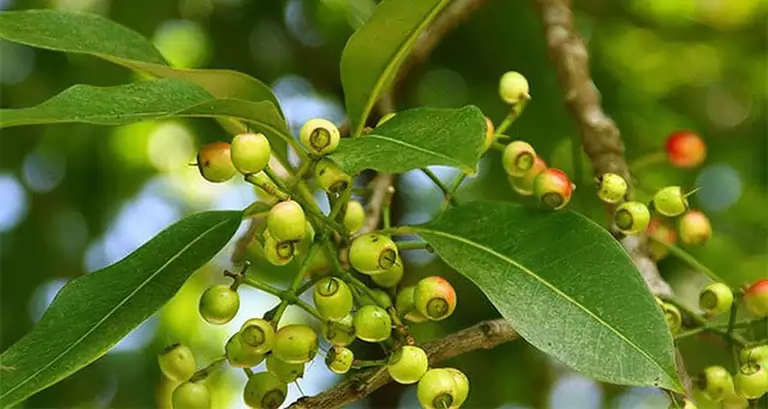 LÁ VỐI