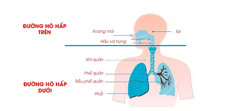 HIỂU VỀ BỆNH LÝ VIÊM ĐƯỜNG HÔ HẤP DƯỚI