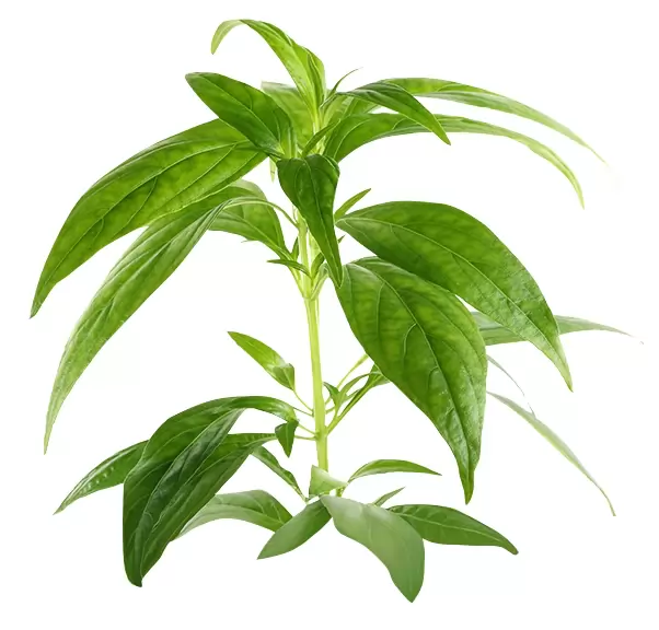 XUYÊN TÂM LIÊN – TÁC DỤNG KHÔNG NGỜ TRONG HỖ TRỢ GIẢM HO VIÊM HỌNG