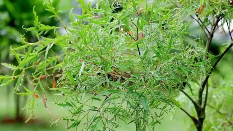 ĐINH LĂNG - THẢO DƯỢC QUÝ CÓ THỂ BẠN CHƯA BIẾT