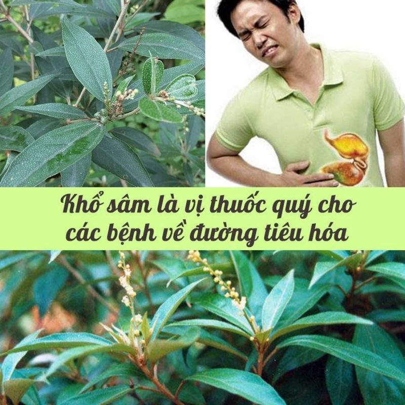 Khổ Sâm Cho Lá – Cây Thuốc Nam Chữa Đau Dạ Dày Hiệu Quả