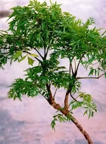 ĐINH LĂNG