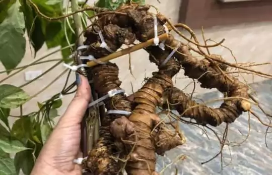 HOẠT CHẤT MR2 TRONG SÂM NGỌC LINH CÓ KHẢ NĂNG TIÊU DIỆT VÀ NGĂN NGỪA CÁC TẾ BÀO UNG THƯ