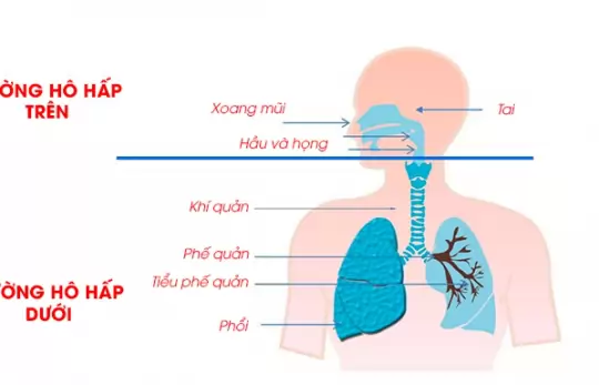 HIỂU VỀ BỆNH LÝ VIÊM ĐƯỜNG HÔ HẤP DƯỚI