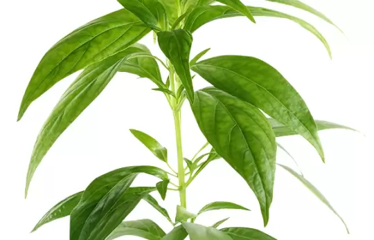 XUYÊN TÂM LIÊN – TÁC DỤNG KHÔNG NGỜ TRONG HỖ TRỢ GIẢM HO VIÊM HỌNG