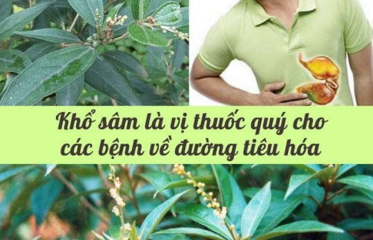 Khổ Sâm Cho Lá – Cây Thuốc Nam Chữa Đau Dạ Dày Hiệu Quả
